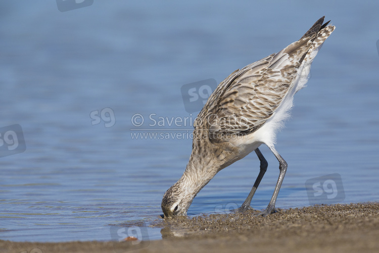 Bar-tailed Godwit